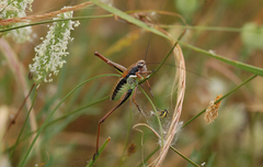 Eupholidoptera smyrnensis