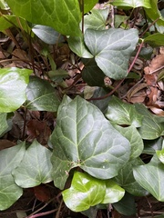 Hedera rhombea