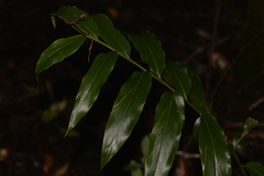 Alpinia arundelliana