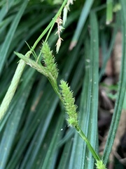 Carex sociata