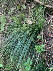 Carex sociata