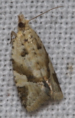Euphona euphona