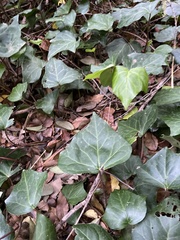 Hedera rhombea