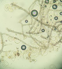 Helicomyces
