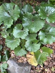 Farfugium japonicum