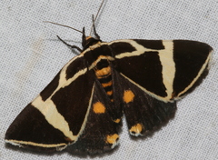 Fodina ostorius