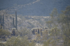 Cylindropuntia bigelovii