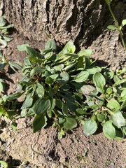 Rumex acetosella