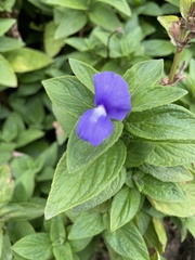 Achetaria azurea