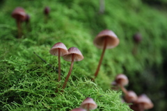 Mycena kuurkacea