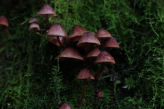 Mycena kuurkacea