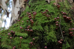 Mycena kuurkacea