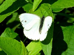 Dixeia charina