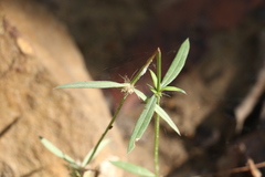 Spermacoce brachystema