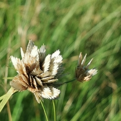 Cyperus niveus