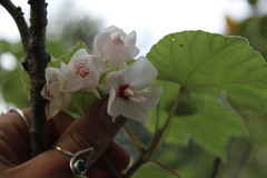 Dombeya pulchra