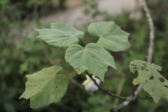Dombeya pulchra