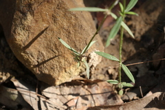 Spermacoce brachystema