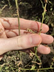 Chenopodium nutans