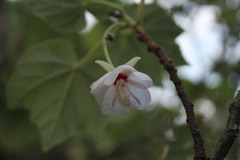 Dombeya pulchra