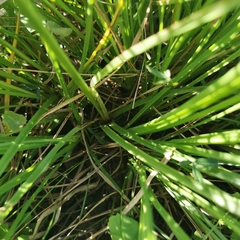 Cyperus niveus
