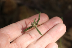 Spermacoce brachystema