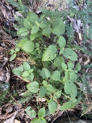 Leidesia procumbens