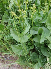 Rumex kerneri