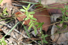 Polygala triflora