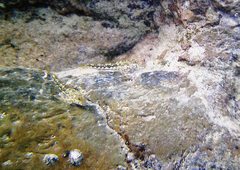 Lepidoblennius marmoratus