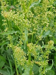 Rumex kerneri