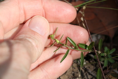 Polygala triflora