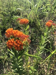 Asclepias tuberosa interior