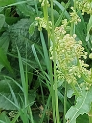 Rumex kerneri