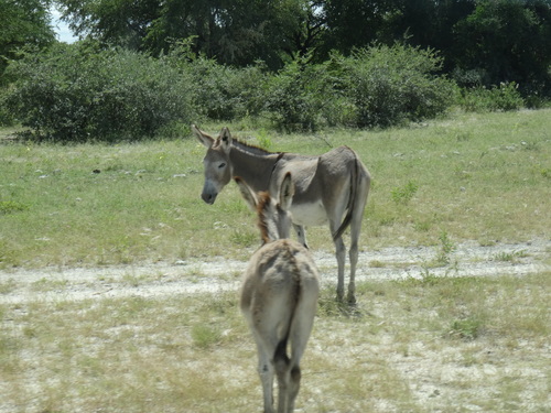 Donkey