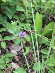 Sisyrinchium montanum