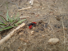 Dasymutilla erythrina