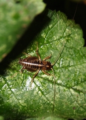 Hemiandrus maia