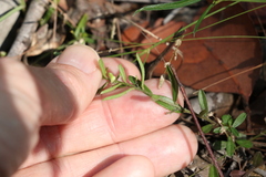 Polygala triflora