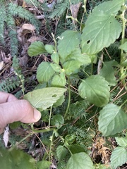 Leidesia procumbens