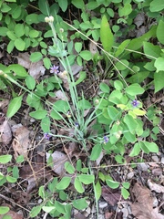 Sisyrinchium montanum