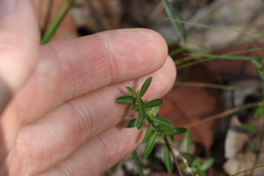 Polygala triflora