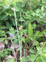 Sisyrinchium montanum