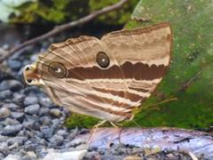 Amathusia ochraceofusca