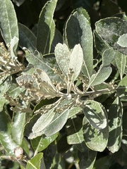 Brachylaena discolor