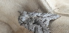 Acronicta menyanthidis