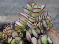 Cotyledon pendens