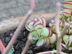 Cotyledon pendens