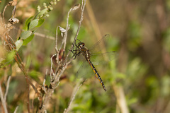 Procordulia jacksoniensis
