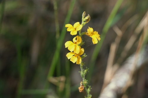 Image of Goodenia bellidifolia by (c) Greg Tasney, some rights reserved (CC BY-SA)